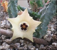 Huernia namaquensis